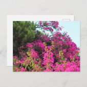 明るいピンクのブーゲンビリアの写真 ポストカード (正面/裏面)