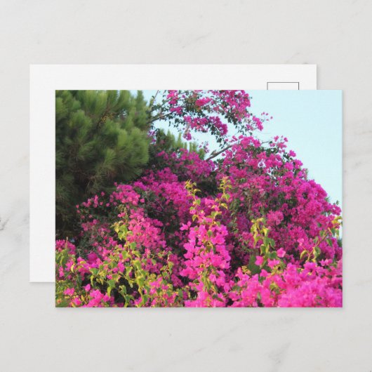 明るいピンクのブーゲンビリアの写真 ポストカード (正面/裏面)