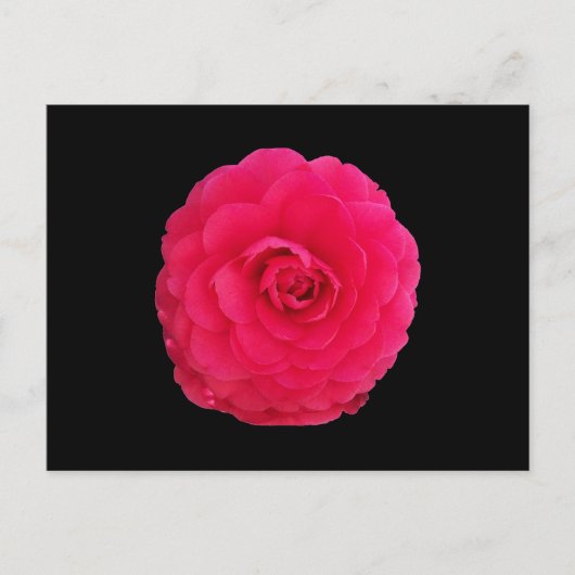 明るいピンクの椿 ポストカード (正面)