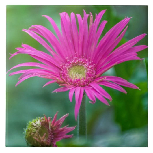 明るいピンクの花の陶器のタイル タイル (正面)