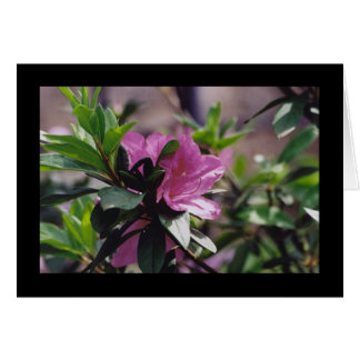 明るいピンクの花