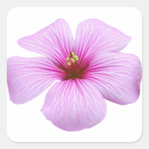 明るいピンクの花 スクエアシール
