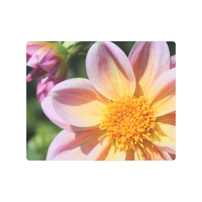 明るいピンクの花、明るい黄色 –  メタルプリント (正面)