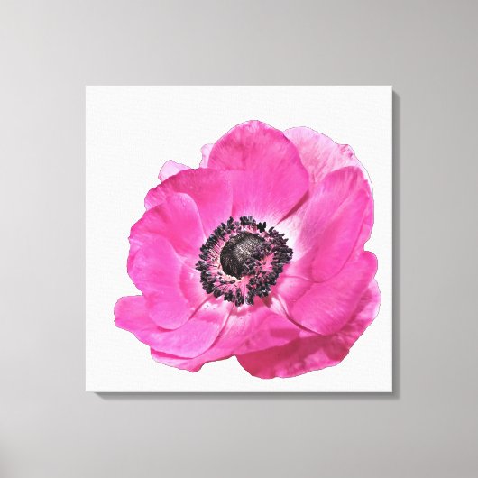 明るいピンクポピー花フローラデザイン白 キャンバスプリント (正面)