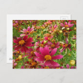 明るいホットピンクと黄色のデイジーの花 ポストカード (正面/裏面)