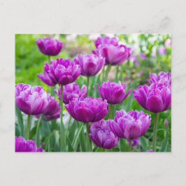 明るいラベンダーのチューリップが太陽の光に映える日 ポストカード