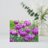 明るいラベンダーのチューリップが太陽の光に映える日 ポストカード (スタンド正面)