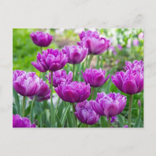 明るいラベンダーのチューリップが太陽の光に映える日 ポストカード (正面)