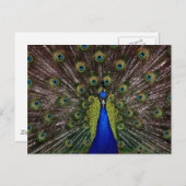 明るいリーガルピーコックの写真 ポストカード (正面/裏面)