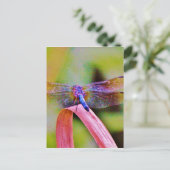 明るいレインボーピンクトンボ ポストカード (スタンド正面)
