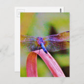 明るいレインボーピンクトンボ ポストカード (正面/裏面)