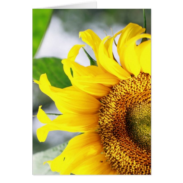 明るい上り私の生命 (正面)