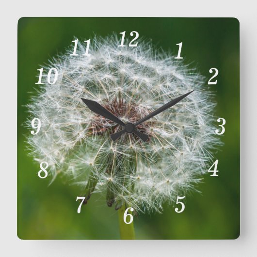 明るい壁の時計のタンポポ スクエア壁時計 (正面)