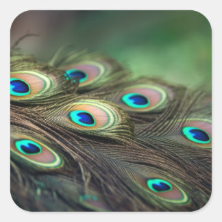 明るい孔雀の羽の構成 スクエアシール