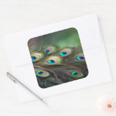 明るい孔雀の羽の構成 スクエアシール (封筒)