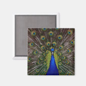 明るい孔雀冷蔵庫又はロッカー磁石 マグネット (正面/裏面)