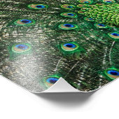 明るい孔雀 フォトプリント            (角)