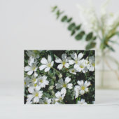 明るい日に白い花 ポストカード (スタンド正面)