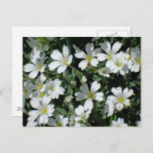明るい日に白い花 ポストカード (正面/裏面)