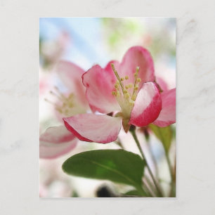 明るい春のリンゴの花 ポストカード