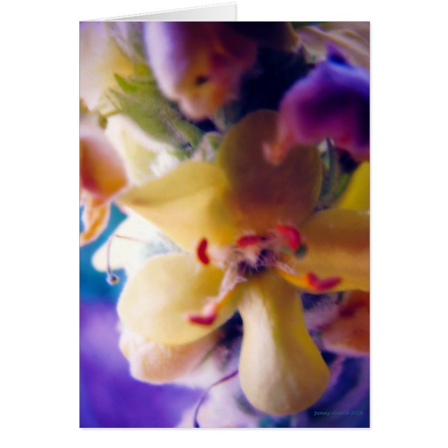 明るい春の花 (正面)