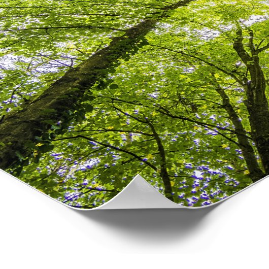 明るい木の天蓋 ポスター (角)