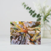 明るい海藻（はがき） ポストカード (スタンド正面)