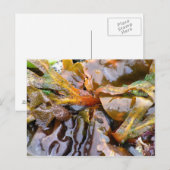 明るい海藻（はがき） ポストカード (正面/裏面)