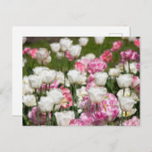 明るい白とピンクのチューリップが太陽の光に映える日 ポストカード (正面/裏面)