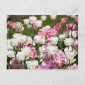 明るい白とピンクのチューリップが太陽の光に映える日 ポストカード (正面)