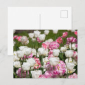 明るい白とピンクのチューリップが太陽の光を浴びる日  ポストカード (正面/裏面)