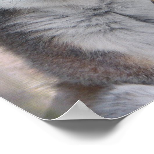 明るい目のキツネ ポスター (角)