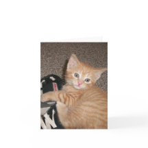 明るい目の子猫ノートカード