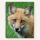 明るい目の赤いキツネ野生生物写真 ノートブック (正面)