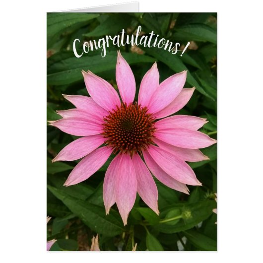 明るい紫色のconeflowerおめでとうカード (正面)