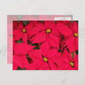 明るい色のクリスマスポインセチアの束 シーズンポストカード (正面/裏面)