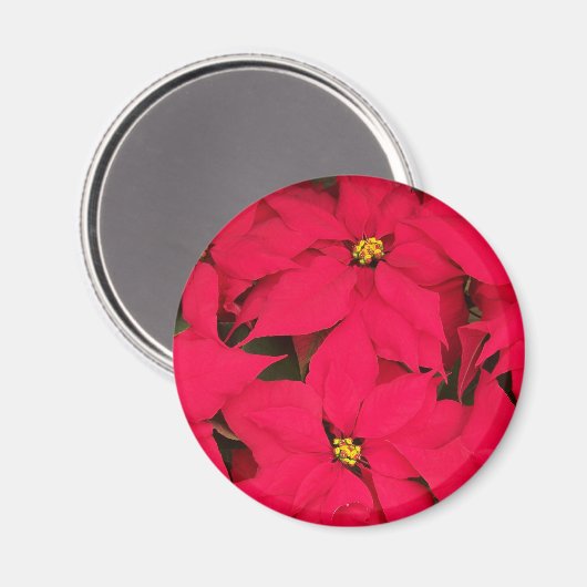 明るい色のクリスマスポインセチアの束 マグネット (正面/裏面)