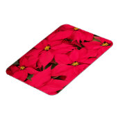 明るい色のクリスマスポインセチアの束 マグネット (左側)