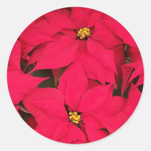 明るい色のクリスマスポインセチアの束 ラウンドシール (正面)