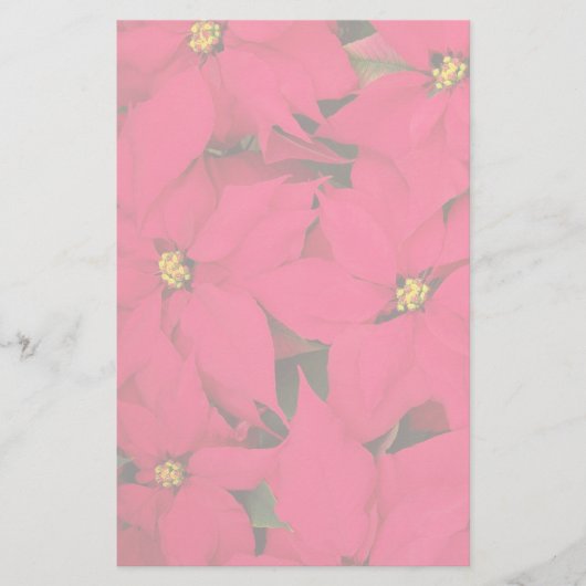 明るい色のクリスマスポインセチアの束 便箋 (正面)