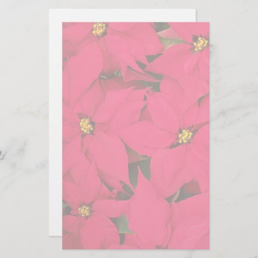 明るい色のクリスマスポインセチアの束 便箋 (正面/裏面)