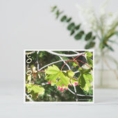 明るい葉-CO ポストカード (スタンド正面)