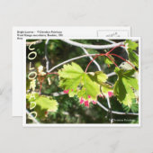 明るい葉-CO ポストカード (正面/裏面)