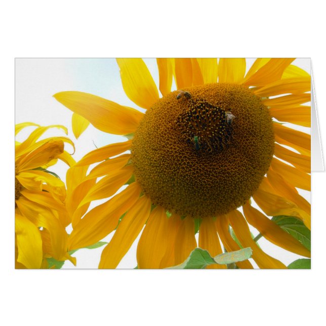 明るい蜂 (正面横)