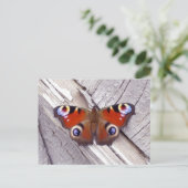 明るい蝶 ポストカード (スタンド正面)