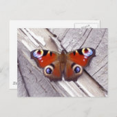 明るい蝶 ポストカード (正面/裏面)