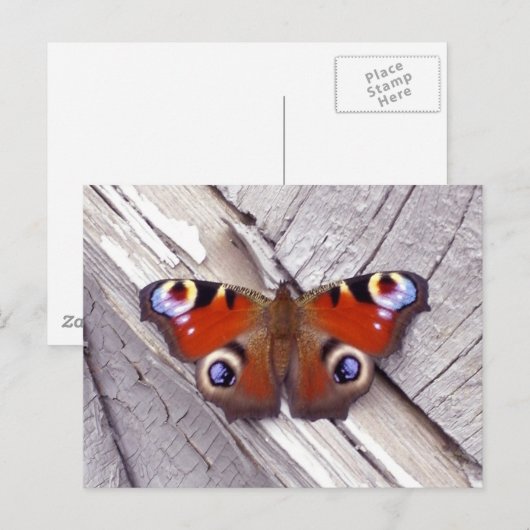 明るい蝶 ポストカード (正面/裏面)