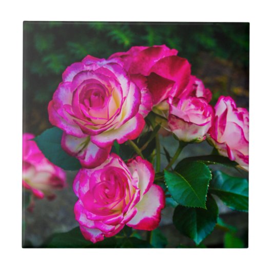 明るい赤と白バラ タイル (正面)