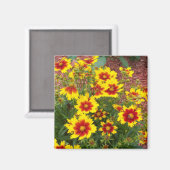 明るい赤と黄色の紅花の写真 マグネット (正面/裏面)