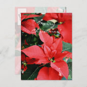 明るい赤のクリスマスポインセチア シーズンポストカード (正面/裏面)